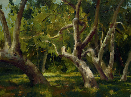 Sycamore Grove Sycamore Grove