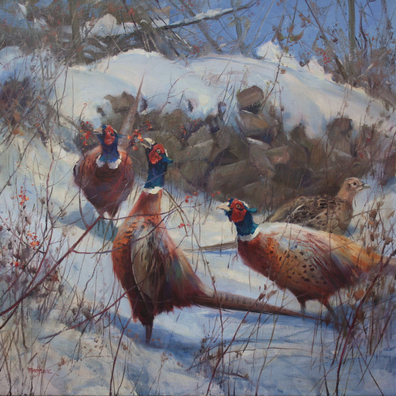 Winter Foraging (Ring Neck Pheasants)