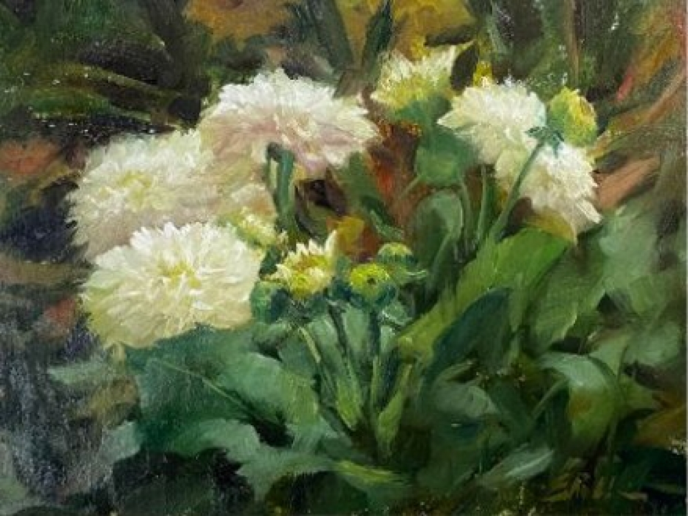 White Dahlias in the Garden